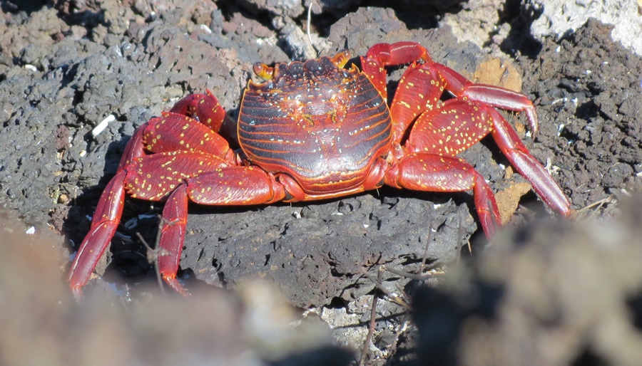Viajar de manera responsable: Consejos para proteger las Galápagos 1 turismo responsable